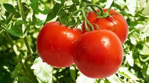 imagem de TOMATE BDJ ESTUFA KG